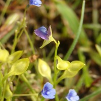 Utricularia polygaloides Edgew.